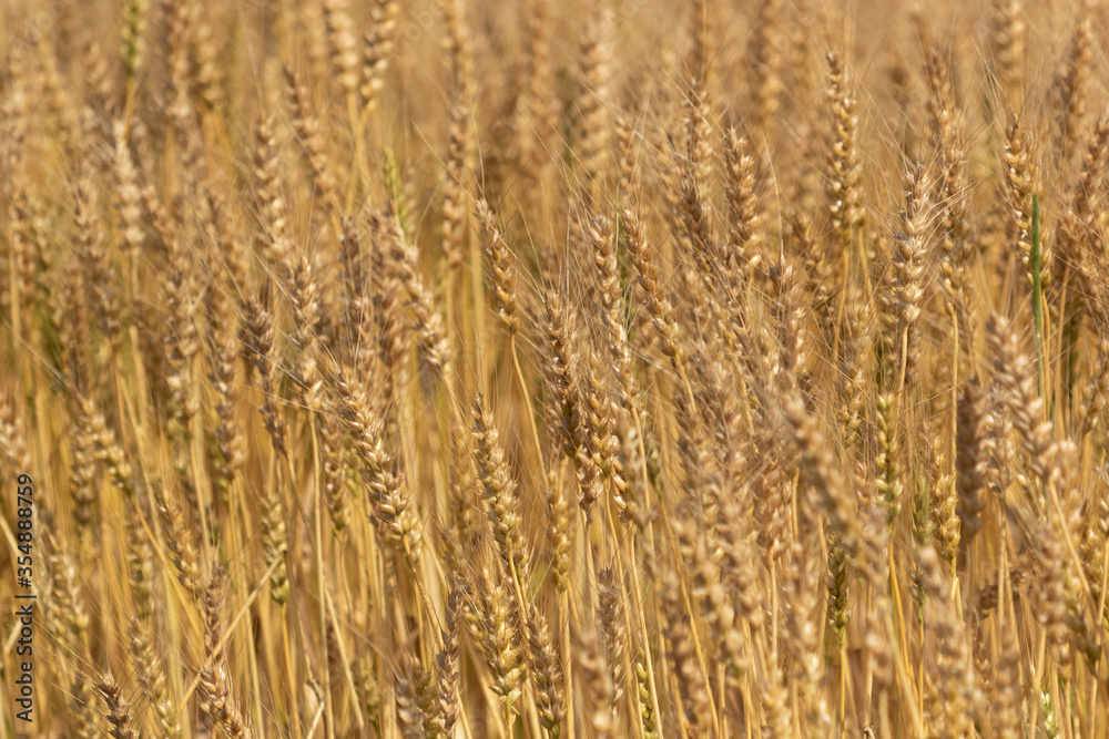 Fototapeta premium 小麦