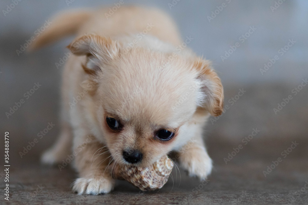 chihuahua puppy on a wooden background chihuahua puppy on a wooden background