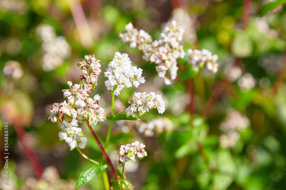 Buckwheat field, farmland. Blossoming buckwheat plant with white flowers Buckwheat field, farmland. Blossoming buckwheat plant with white flowers