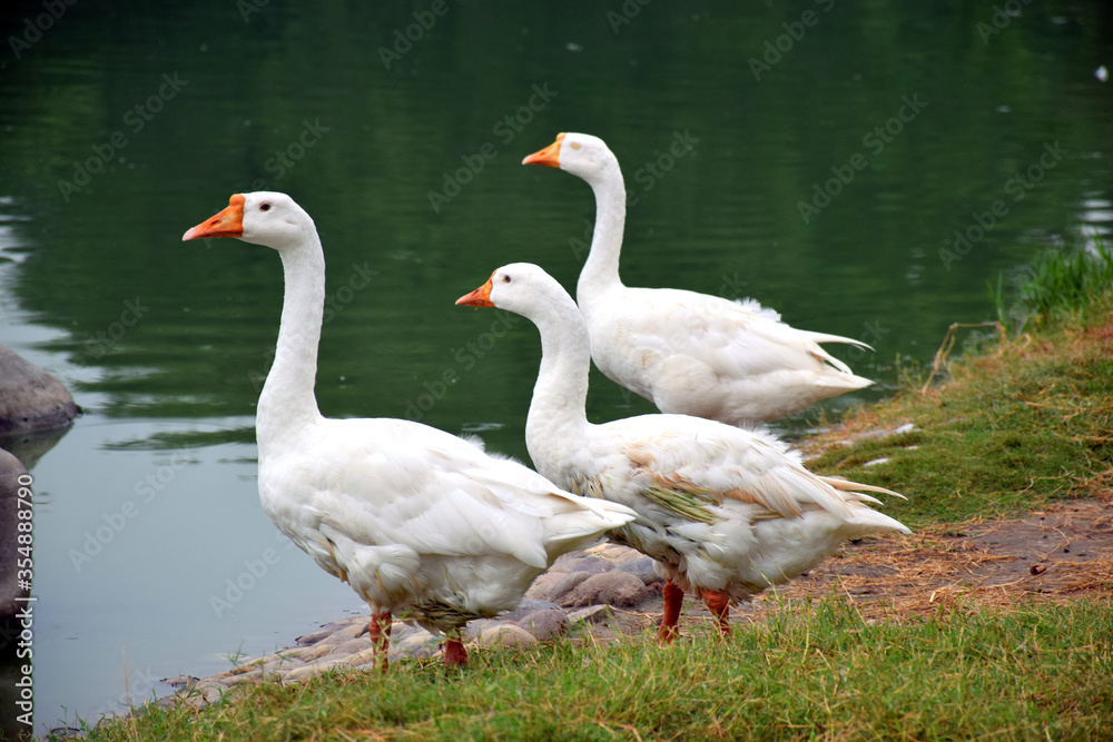 Beautiful Group of White Ducks Near the Lake Beautiful Group of White Ducks Near the Lake