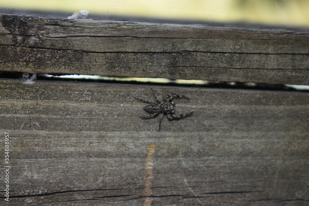 Obraz premium little spider