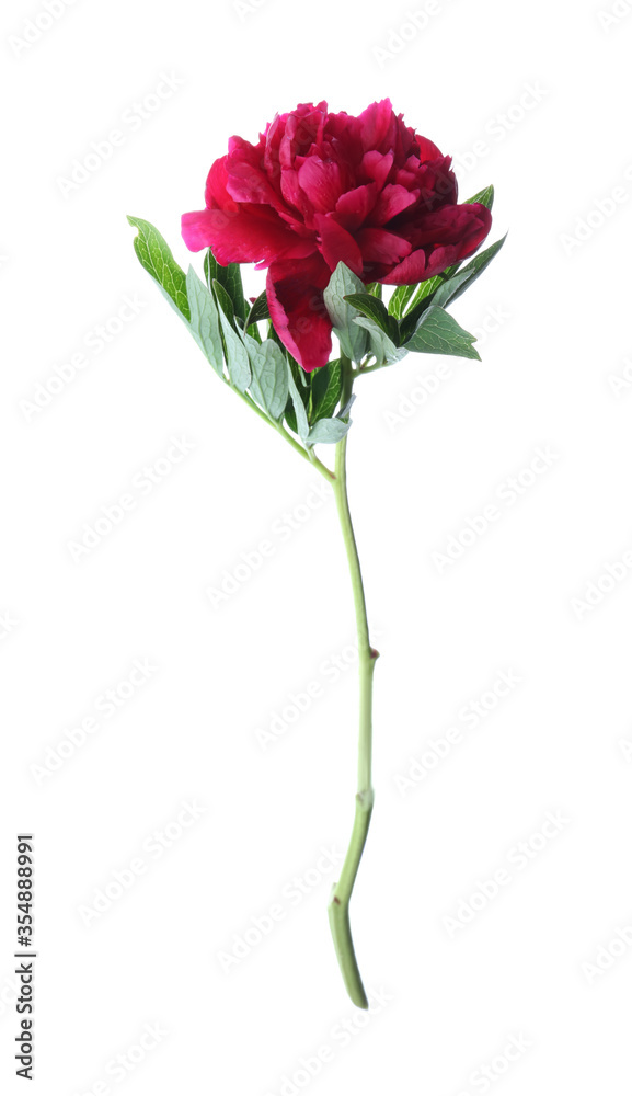 Fototapeta premium Beautiful red peony with leaves isolated on white