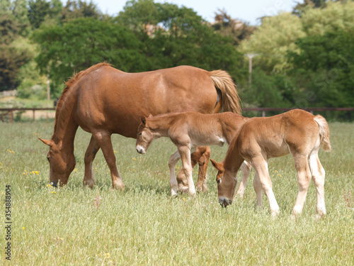 Mare and Foal