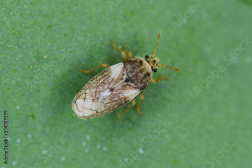 Piesma also Parapiesma quadratum (Piesmidae) is a true bug, important pest of beet crops, cultivation. photo