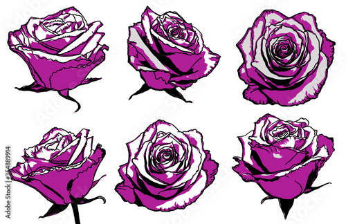 set of vector roses isolated on white