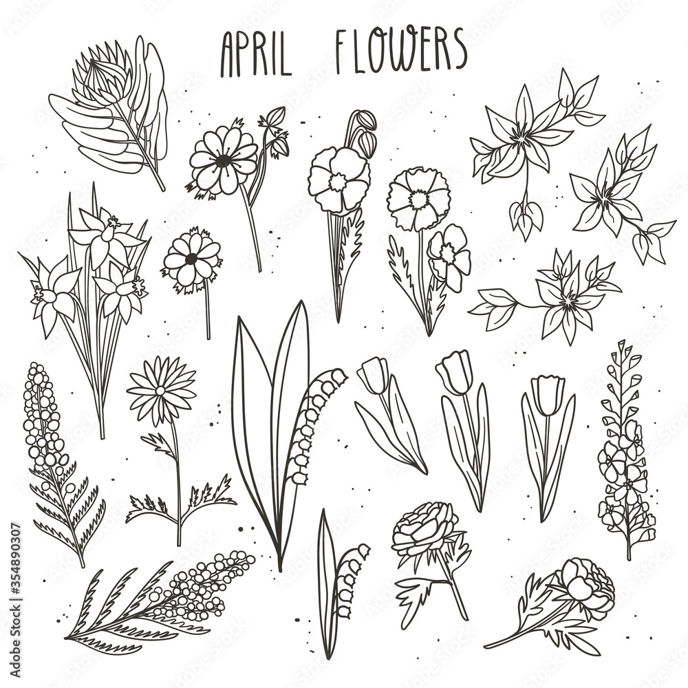 April flowers doodle hand drawn vector illustration. King protea