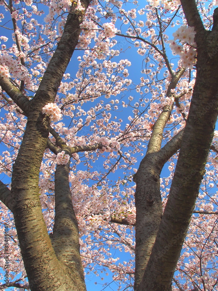 Obraz premium 公園の満開の桜咲く風景