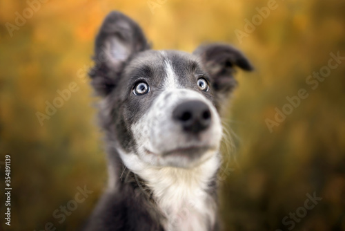 adorable border collie puppy portrait close up outdoors