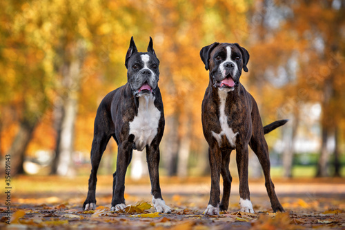 Photography two german boxer dogs standing in the park