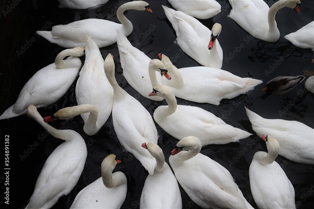 Obraz premium Łabędzie