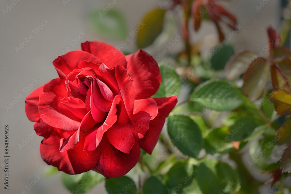 rote Rose in Nahaufnahme