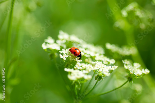 Ladybug on cow parsley