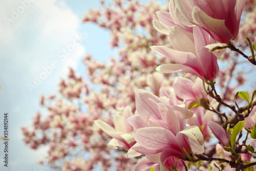 Pink magnolia tree flowers blooms on clear blue skyMagnolia tree blossom. Blossom magnolia branch against blue sky. Magnolia flowers in spring time. Pink Magnolia or Tulip tree in botanical garden.