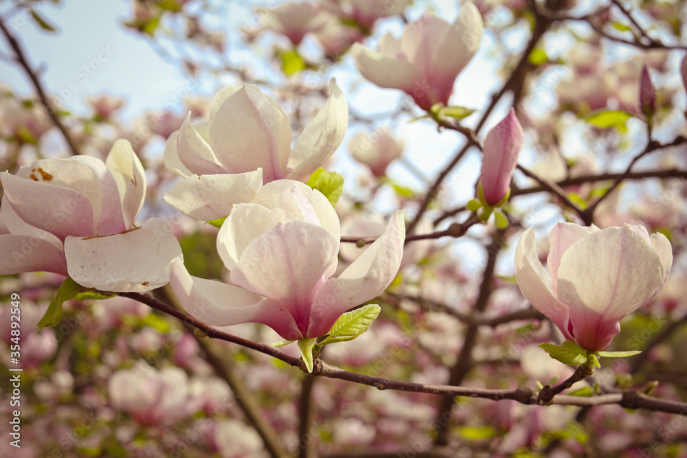 Pink magnolia tree flowers blooms on clear blue skyMagnolia tree blossom. Blossom magnolia branch against blue sky. Magnolia flowers in spring time. Pink Magnolia or Tulip tree in botanical garden. Pink magnolia tree flowers blooms on clear blue skyMagnolia tree blossom. Blossom magnolia branch against blue sky. Magnolia flowers in spring time. Pink Magnolia or Tulip tree in botanical garden.