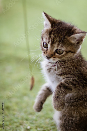 Wallpaper Mural cat on a tree Torontodigital.ca