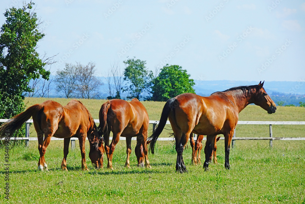 Obraz premium Chevaux dans une ferme, dans le departement de l'Ain, Auvergne-Rhône-Alpes, France