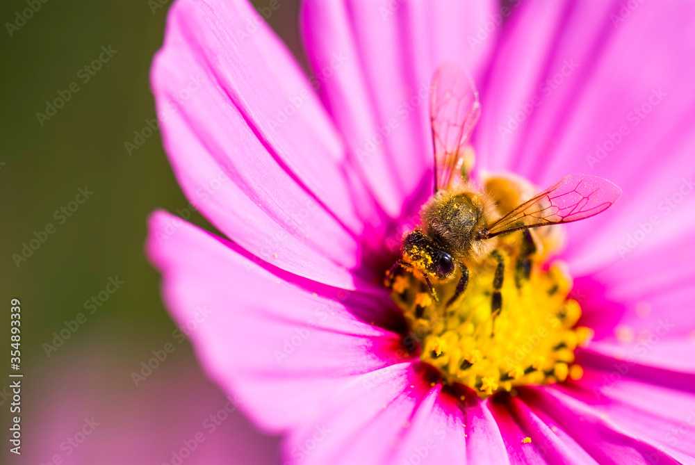 Close-up cosmos flowers with the bee, in the outdoor garden. Close-up cosmos flowers with the bee, in the outdoor garden.