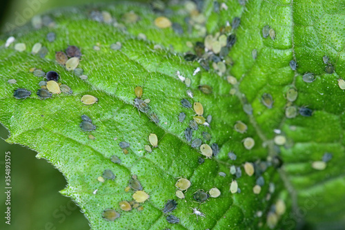 Canvas Print Colony of Cotton aphid  (also called melon aphid and cotton aphid) - Aphis gossy