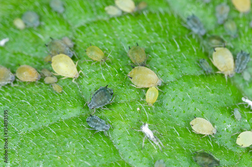 Colony of Cotton aphid  (also called melon aphid and cotton aphid) - Aphis gossypii on a leaf