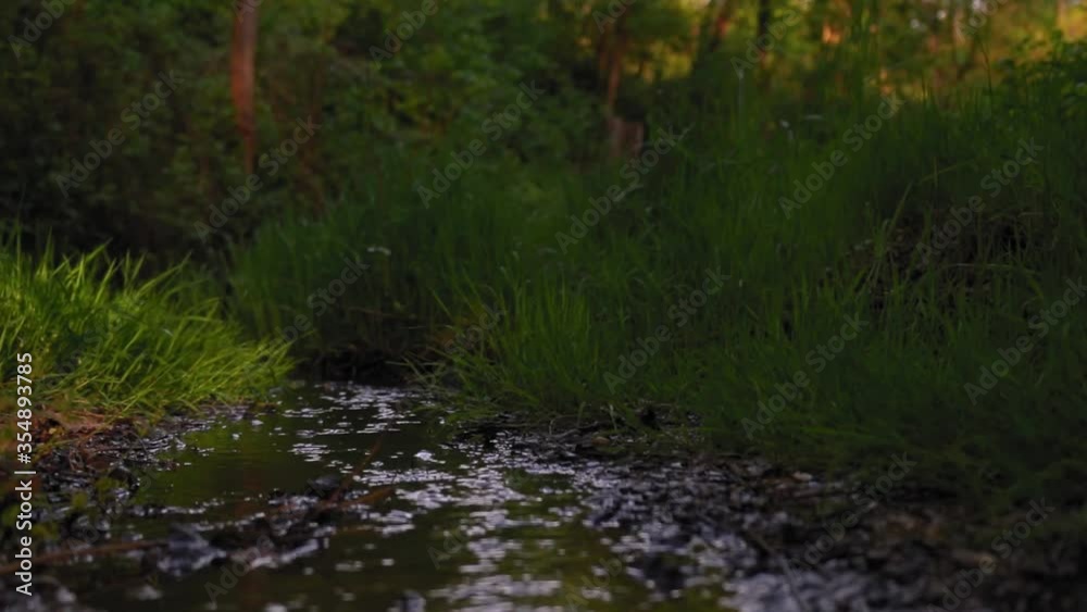 A brook flows through the green plants in spring season footage A brook flows through the green plants in spring season footage