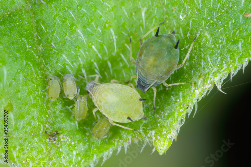 Colony of Cotton aphid  (also called melon aphid and cotton aphid) - Aphis gossypii on a leaf photo