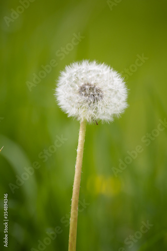 dandelion with fluff on a green blurred background