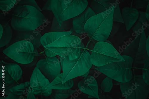 Natural fresh foliage pattern with shallow depth of field and selective focus. Dark green moody foliage texture background with copy space.