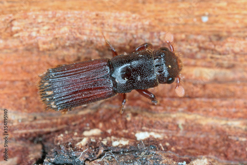 Male of Platypus cylindrus, commonly known as the oak pinhole borer, is a species of ambrosia beetle in the weevil family Curculionidae formerly Platypodidae. Pest in forests. photo