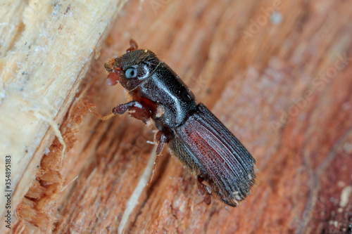 Male of Platypus cylindrus, commonly known as the oak pinhole borer, is a species of ambrosia beetle in the weevil family Curculionidae formerly Platypodidae. Pest in forests.