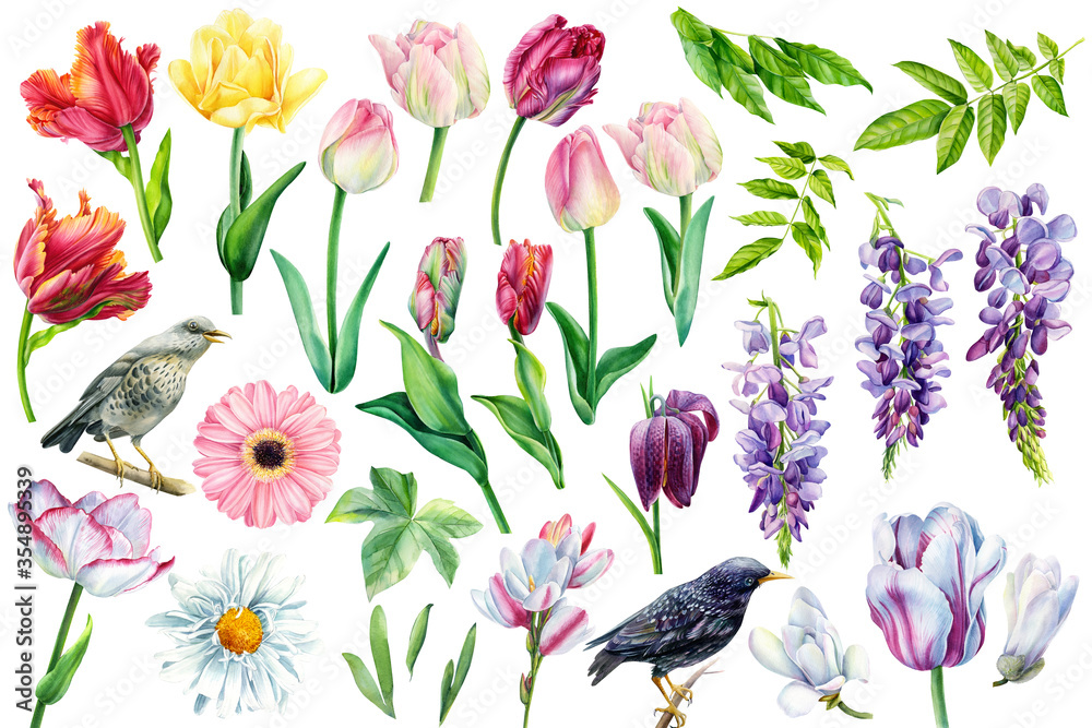 Set off  flowers tulips, chamomile, gerbera, wisteria, hazel grouse, white magnolia, birds, starlings, the elements are drawn in hand-made watercolor,  botanical illustration