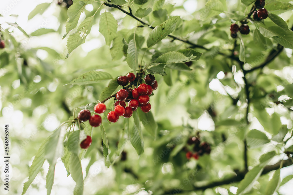 Red cherry berries on a tree with green leaves