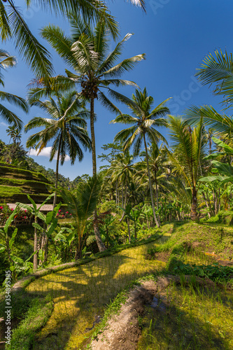 Paysage de rizières en terrasse à Bali