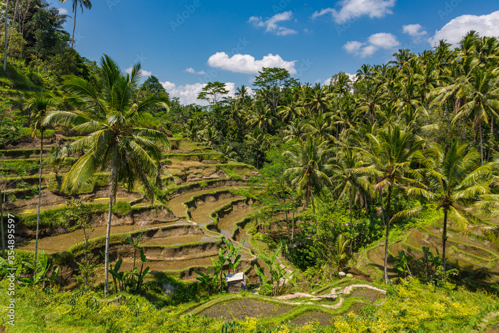 Paysage de rizière en terrasse à Bali