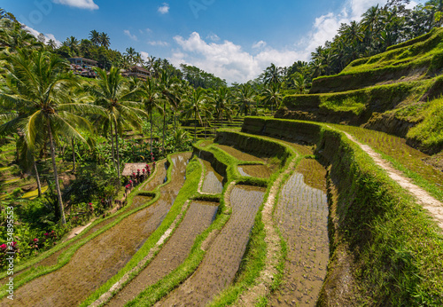 Rizière en terrasses à Bali en Indonésie