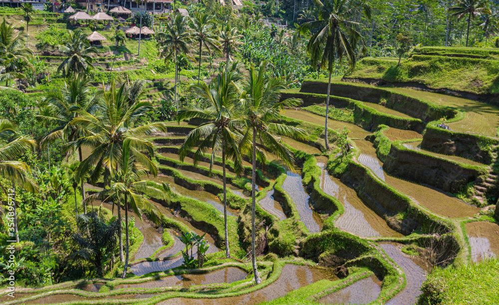 Paysage de rizière en terrasses