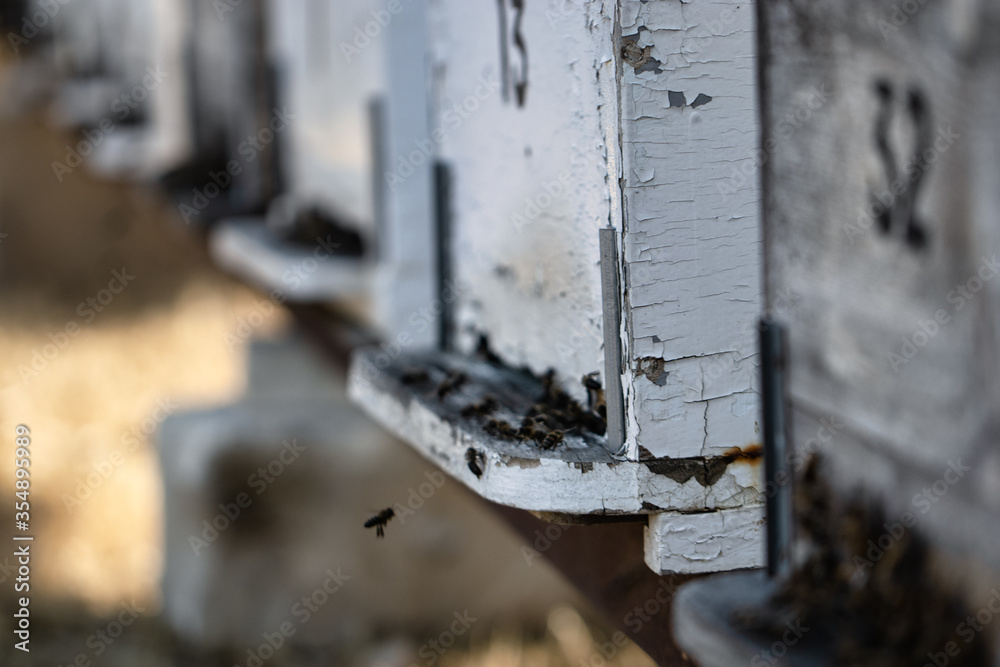 Nice wooden beehives in a green field. Working apiary with many bees flying over honey farm. close up bees at beehive. honeybee eat honey. Nice wooden beehives in a green field. Working apiary with many bees flying over honey farm. close up bees at beehive. honeybee eat honey.