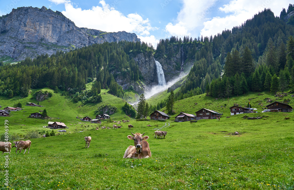 Swiss Alps paradise landscape panorama, with cows, watefall and meadow. Taken in Asch village, canton of Uri, Switzerland.                           