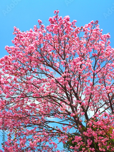 満開の八重桜と青空