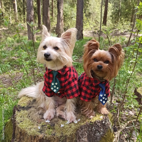 Funny dogs in clothes in forest background in spring. Yorkshire terriers in park.