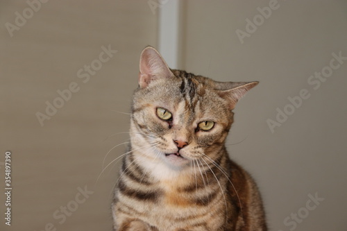 少し怒った表情の猫アメリカンショートヘア © chie