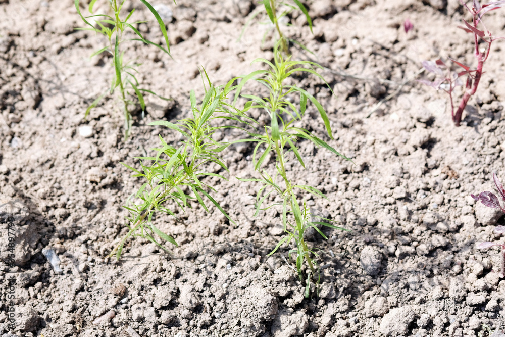 Dry soil texture on the ground without rain Dry soil texture on the ground without rain