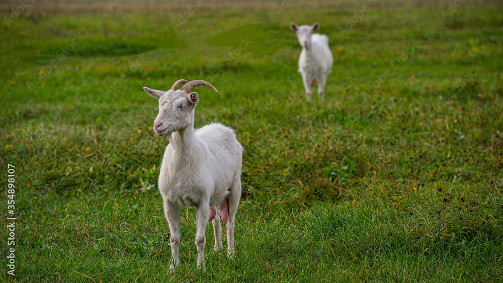 Obraz premium goats in a meadow among green grass.