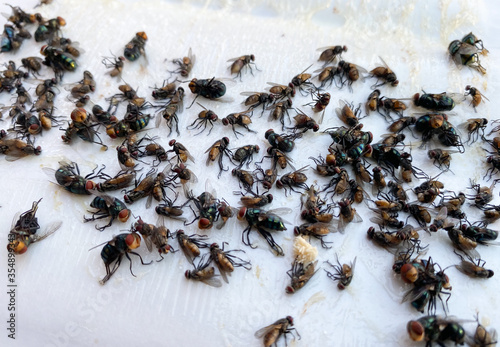 Many flies are stuck on paper with glue to trap the flies. Flies are a vehicle for diarrhea.