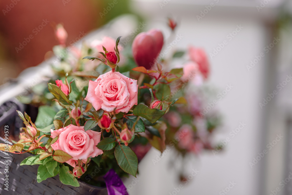 Balcony flowers.Garden flowers bunch on summer or autumn nature background, close up Balcony flowers.Garden flowers bunch on summer or autumn nature background, close up