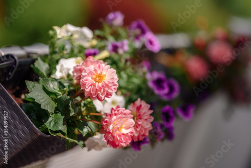 Balcony flowers.Garden flowers bunch on summer or autumn nature background, close up © lialia699