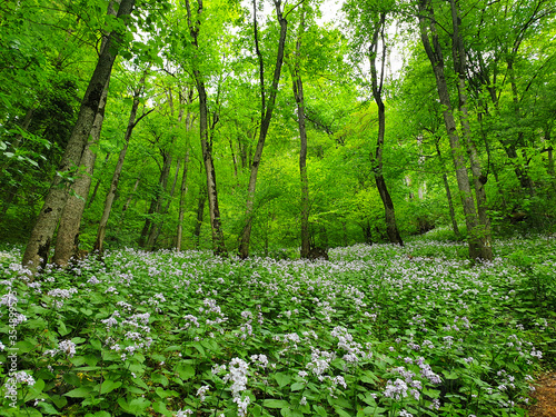 Fototapeta Naklejka Na Ścianę i Meble -  Romania, Codlea Mountains, spring in the forest