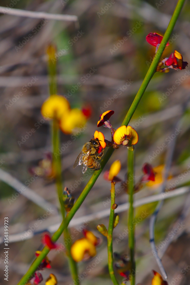 A bee in a Australian native pea flower - portrait A bee in a Australian native pea flower - portrait