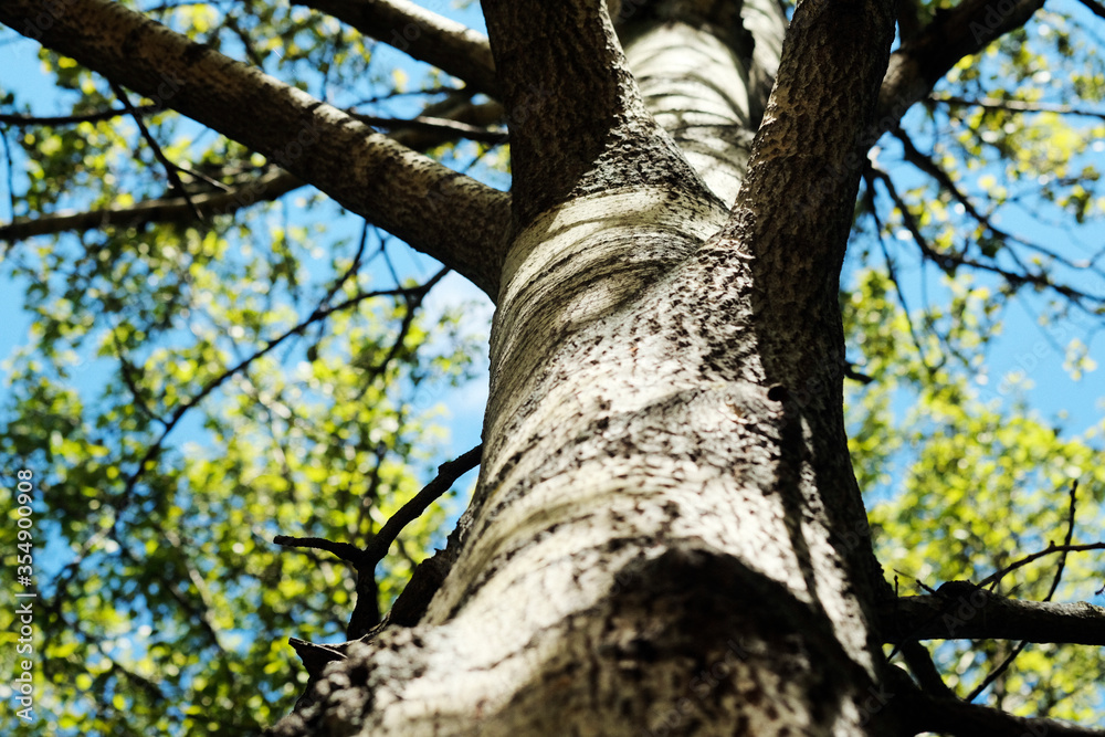 Fototapeta premium Spring Sun Shining Through Canopy Of Tall Tree. Sunlight In Deciduous Forest, Summer Nature, Sunny Day. Upper Branches Of Tree With Fresh Green Foliage.