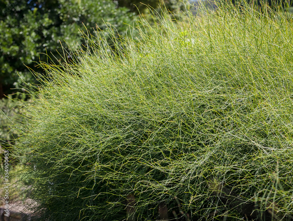 Chinese ephedra plant (Ephedra sinica stapf) Chinese ephedra plant (Ephedra sinica stapf)