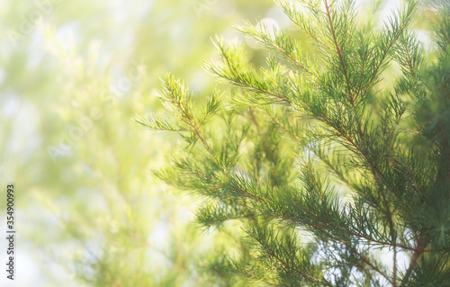 Narrow-leaved paperbark tea tree (Melaleuca alternifolia)